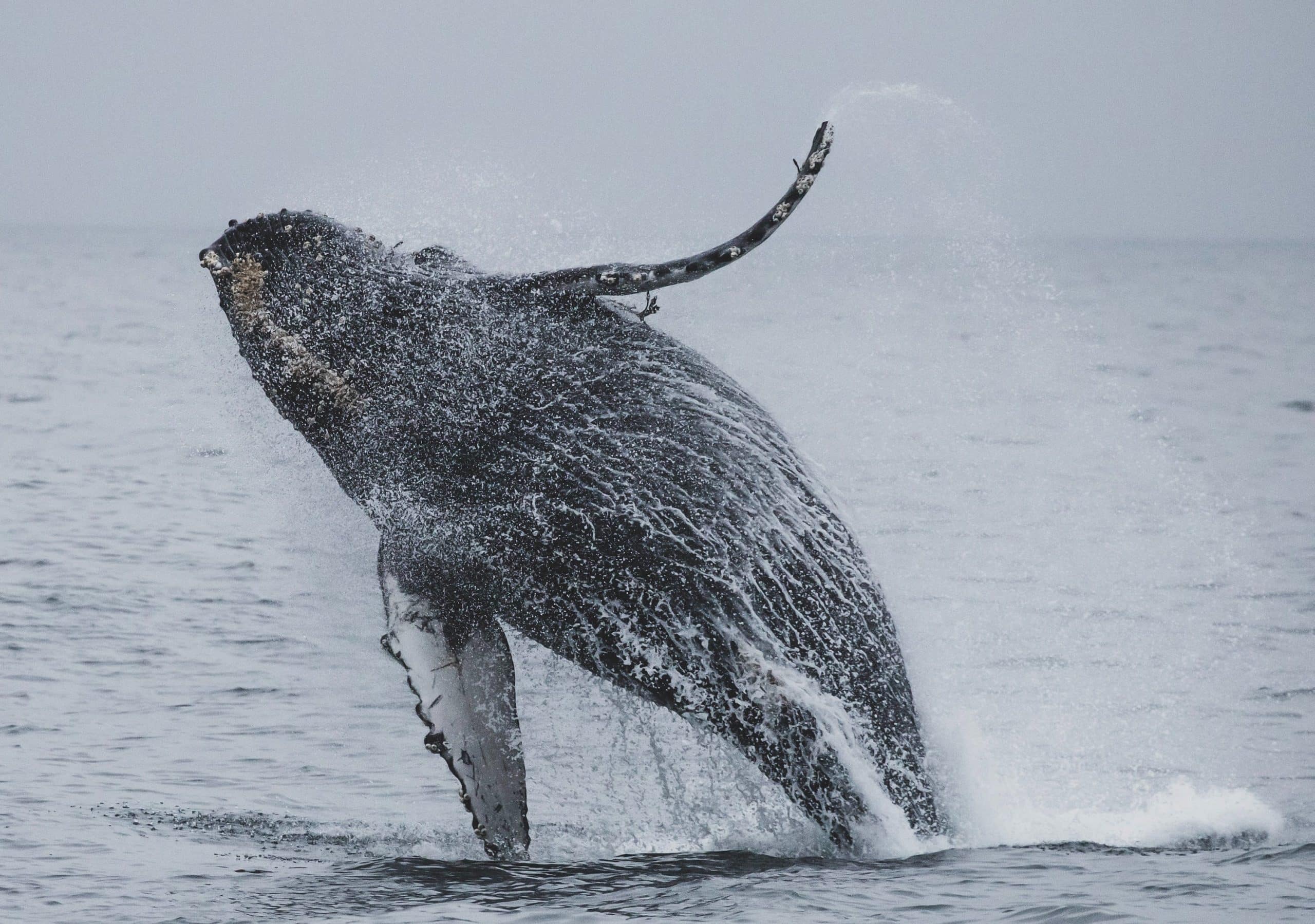 La R Union Le Nouveau Paradis Des Baleines Bosse