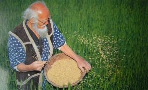 Masanobu Fukuoka, permaculteur japonais, déjà âgé, faisant sa récolte dans un champs