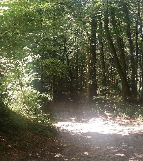 Petit chemin champêtre pour marcher et se détendre au cœur de la forêt