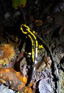 Salamandre avec feuilles d’automne de nuit