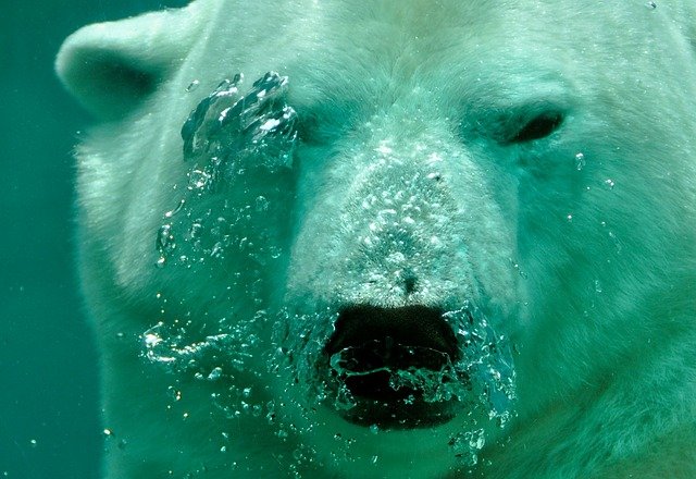 Photographie d'un ours blanc sous l'eau