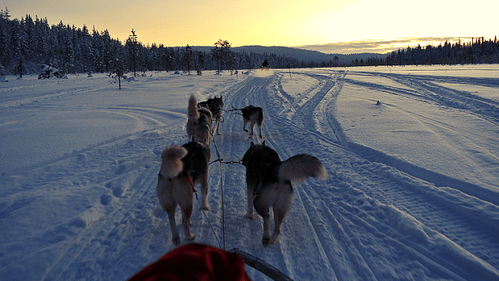 Traineau a chiens laponie sur un lac gele en laponie finlandaise