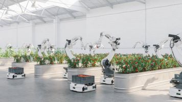 robots cueilleurs de tomates