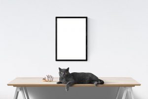 chat gris allongé sur table sur fond et cadre blanc