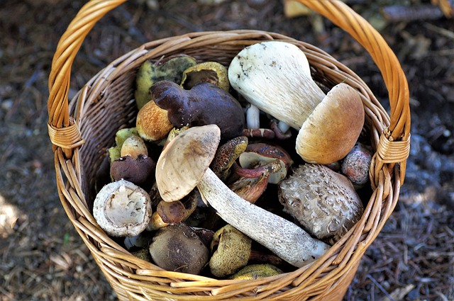 Panier d'osier rempli de champignons des bois
