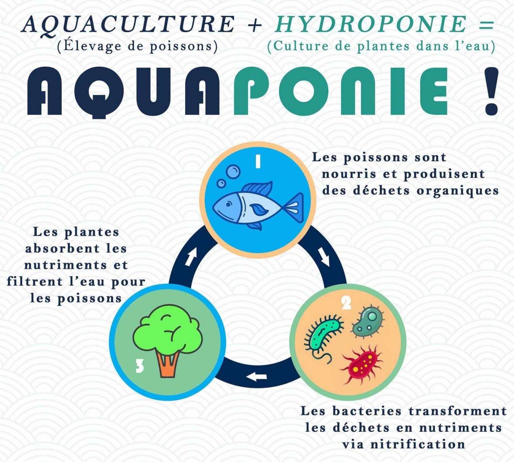 Poissons, bactéries, plantes : le cycle vertueux de l’aquaponie