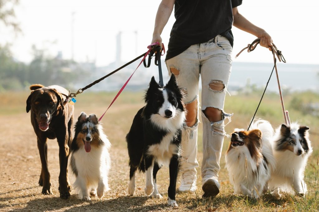 Promenade d'un dog sitter avec plusieurs chiens sur un chemin