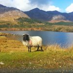 Visiter l’Irlande en 10 jours : l’itinéraire en 7 étapes pour un road trip inoubliable