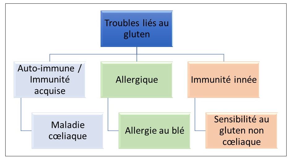 Classification des troubles liés au gluten