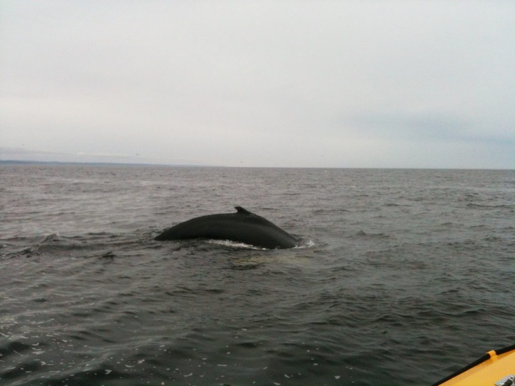 Baleine à bosse à Tadoussac pendant un voyage en famille au Québec