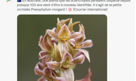 Espèces menacées : réapparition miracle de l’orchidée Prasophyllum morganii en Australie