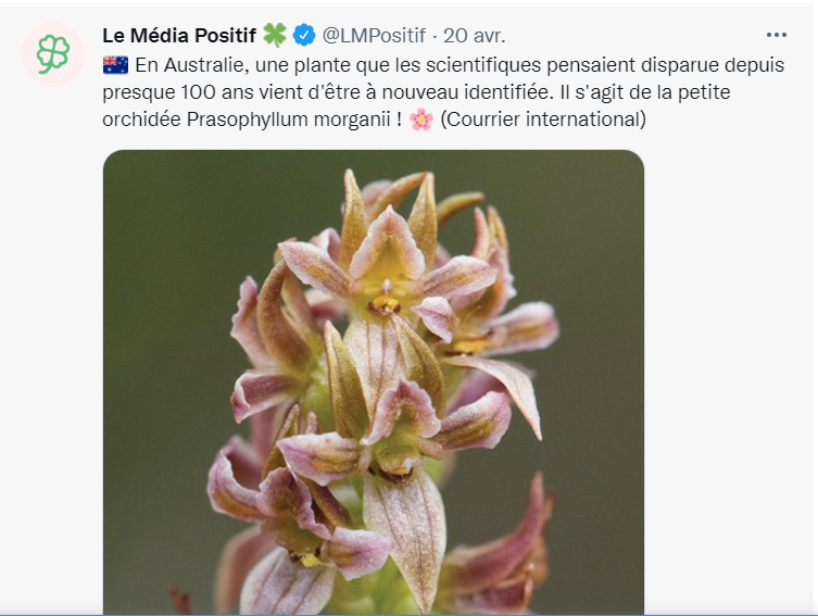 Espèces menacées : réapparition miracle de l’orchidée Prasophyllum morganii en Australie