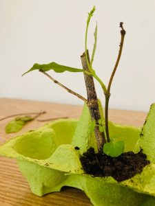 diy-japonais-facile-mini-bonsai