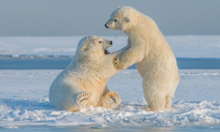 Espoir au Groenland : des ours polaires s’adaptent au réchauffement climatique