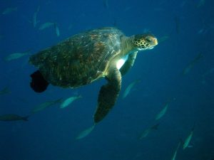 Extension de la réserve marine des Galápagos - tortue verte