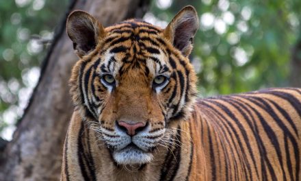 Proche de l’extinction, la population de tigres népalais a doublé grâce à un plan de sauvegarde ambitieux