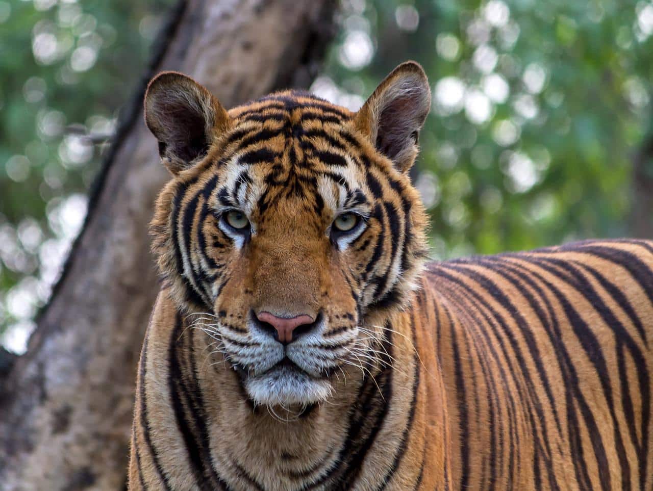 Tigre Du Bengale : Sa Population A Doublée Au Népal