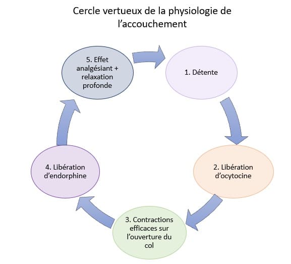 Schéma illustrant le cycle hormonal à l’œuvre lors d'un accouchement physiologique.