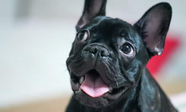 3 conseils pour flairer le bon contrat santé pour votre bouledogue
