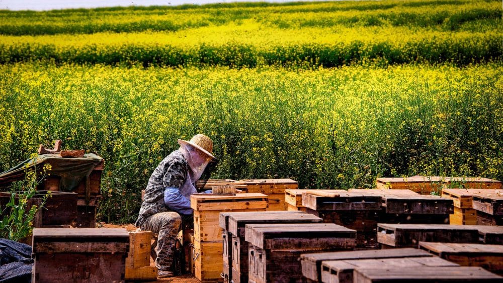 Une start-up tunisienne révolutionne l’élevage des abeilles grâce aux ruches intelligentes