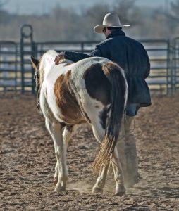 Cowboy manche avec son cheval en liberté.