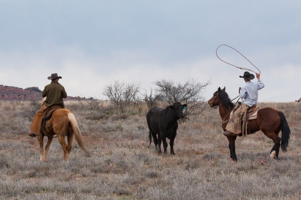 Cowboy attrapant une vache au lasso.