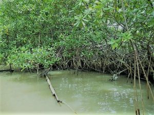 Balade en kayak dans la mangrove qui permet l'observation de multiples palétuviers.Crabes et poissons ont élus domicile dans cet écosysyème très riche Ces arbres étonnants plongent leurs racines au plus profond dans la vase; Crédit : Marjorie Barré
