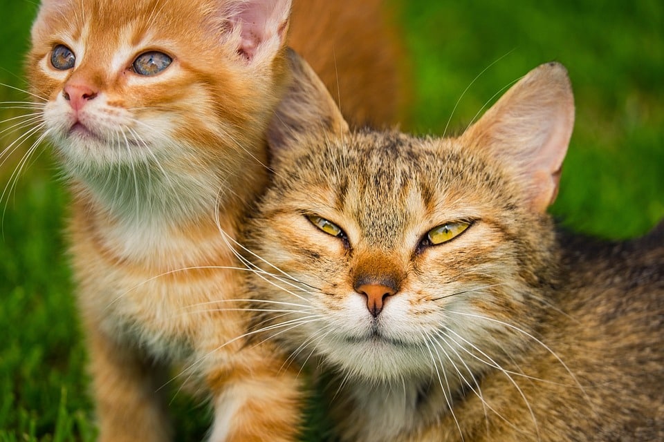 Cohabitation entre chats : 5 pièges à éviter lors de l’accueil d’un second félin à la maison