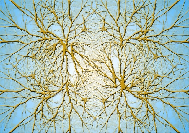 connexions-neurones-cerveau