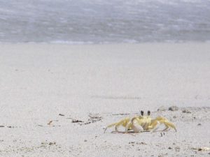 Crabe fantôme sur une plage martiniquaise