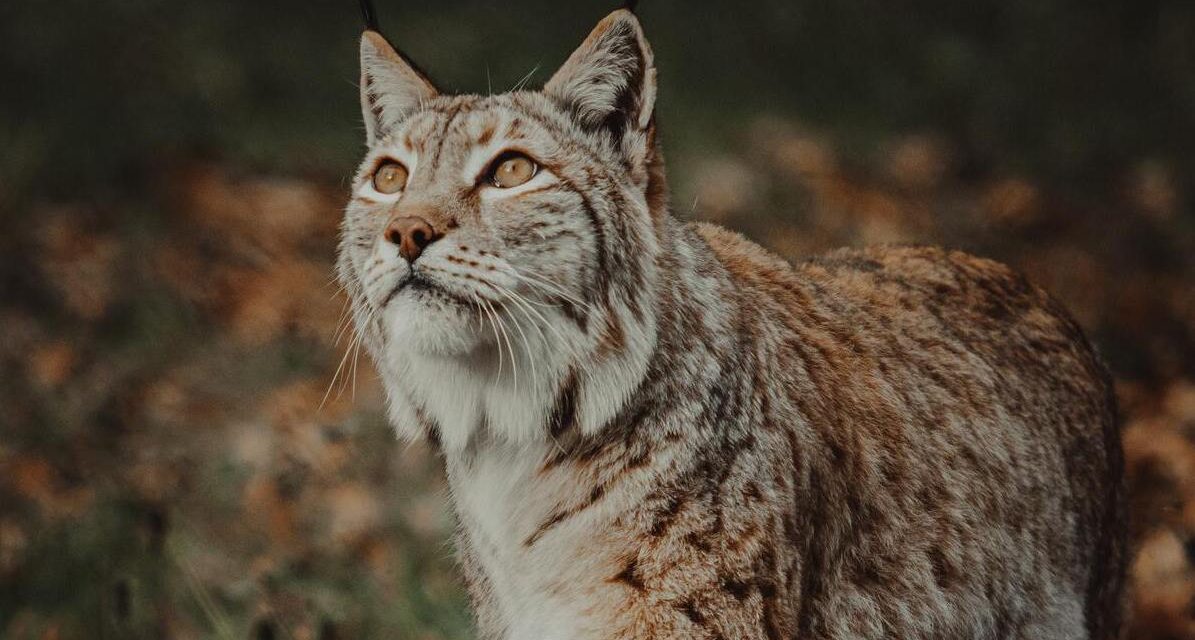 Le Lynx ibérique redonne un coup de griffe à son destin