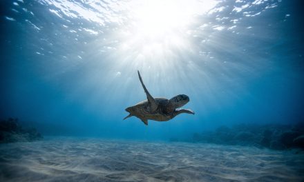 See Shell : l’application pour lutter contre le braconnage des tortues
