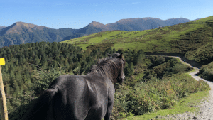 Le Pottok est le poney typique du Pays basque