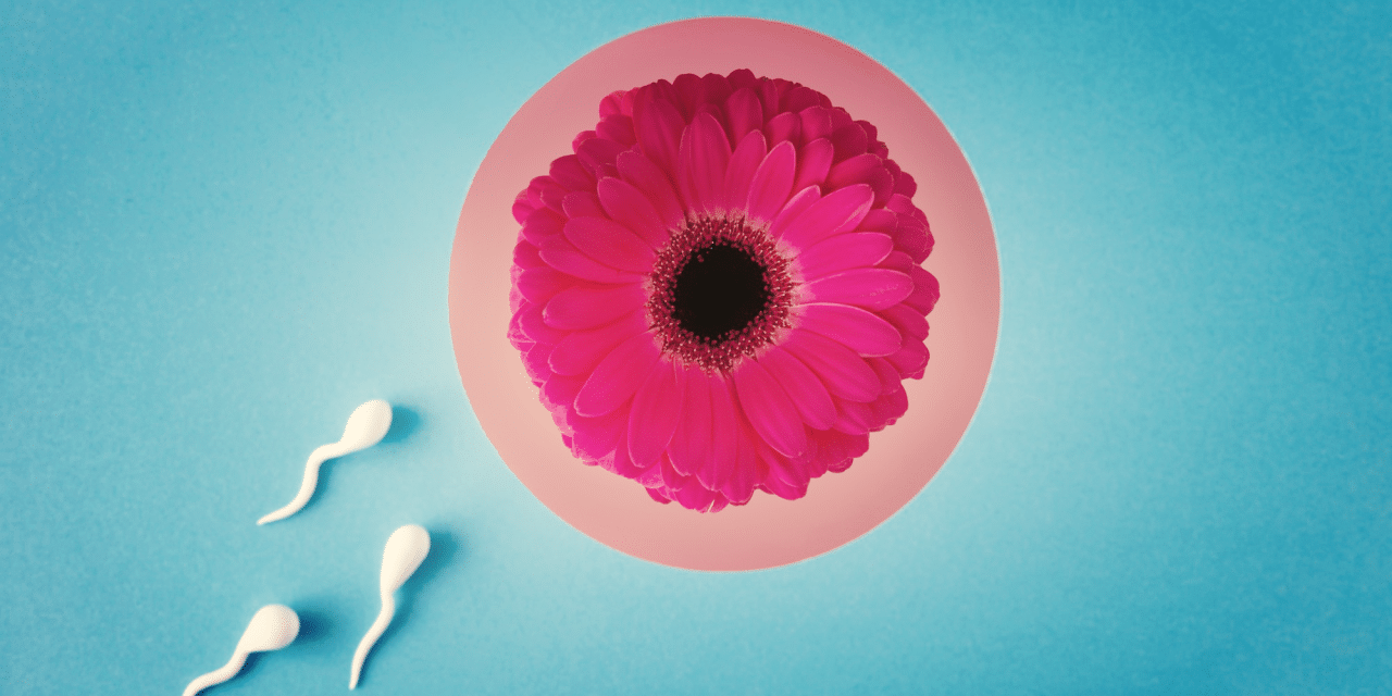 Contraception pour les hommes : une pilule qui ne passe plus si mal ?
