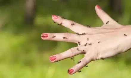 Les fourmis ont du flair pour détecter les cancers !