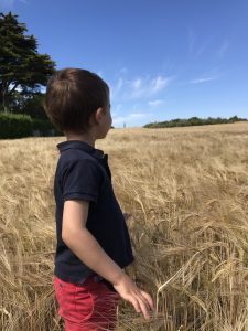 Enfant dans un champ de blé dans le Finistère nord