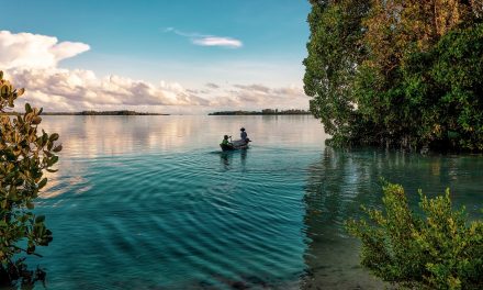 Protéger les mangroves de la montée des eaux : une initiative pionnière en Indonésie