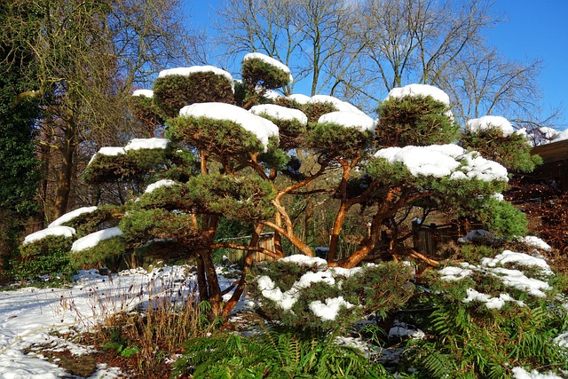 Arbre pin couvert de neige et taillé en nuage technique Niwaki dans un jardin japonais