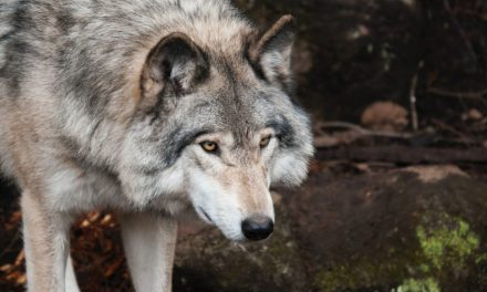Le loup dans l’Hexagone : une belle aubaine pour la nature et l’être humain !