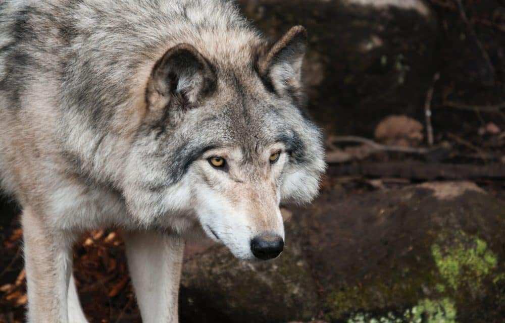 Le loup dans l’Hexagone : une belle aubaine pour la nature et l’être humain !