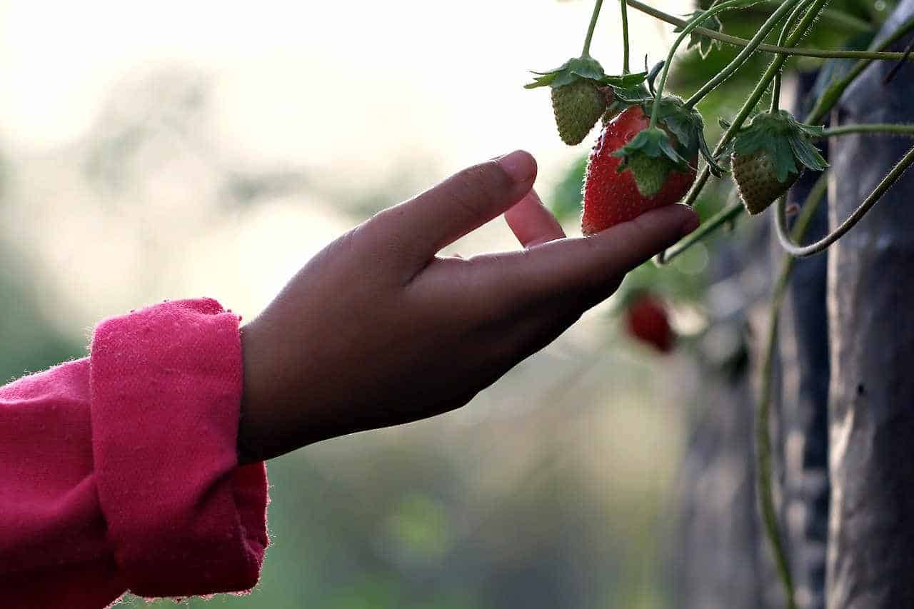 Une main d'enfant cueille une fraise.