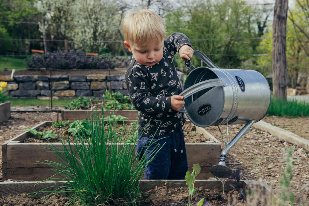 Un jeune enfant arrose des plantes.