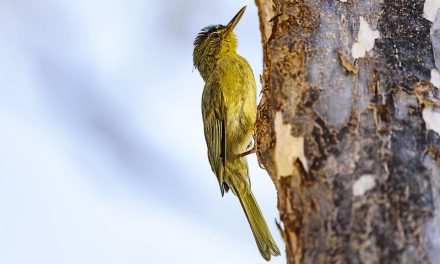 Réapparition surprise du tétraka, l’oiseau rare de Madagascar disparu depuis 24 ans