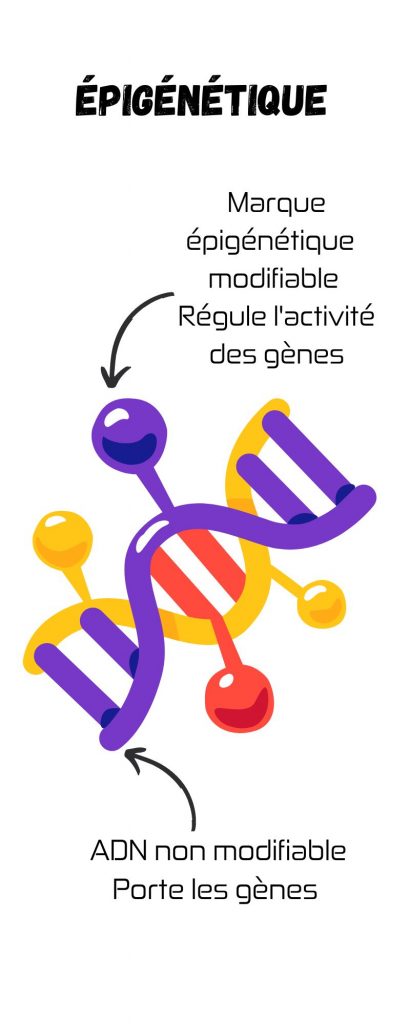 ADN qui porte les gènes et marqueurs épigénétiques qui régulent l'utilisation des gènes.