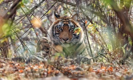 En Inde, le Project Tiger porte toujours ses fruits après 50 ans, le nombre de tigres sauvages augmente !