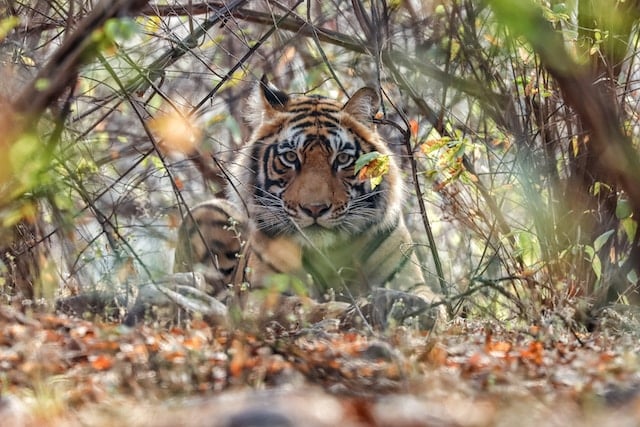 En Inde, le Project Tiger porte toujours ses fruits après 50 ans, le nombre de tigres sauvages augmente !