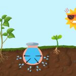 Hydrater vos plantes avec les poteries d’irrigation : la vraie bonne idée durant les restrictions d’eau
