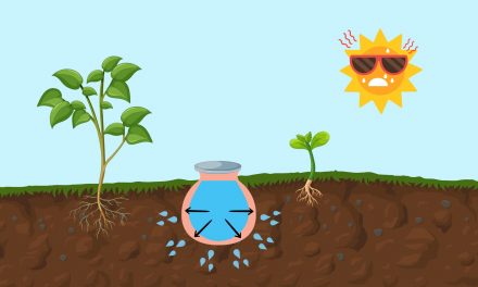 Hydrater vos plantes avec les poteries d’irrigation : la vraie bonne idée durant les restrictions d’eau