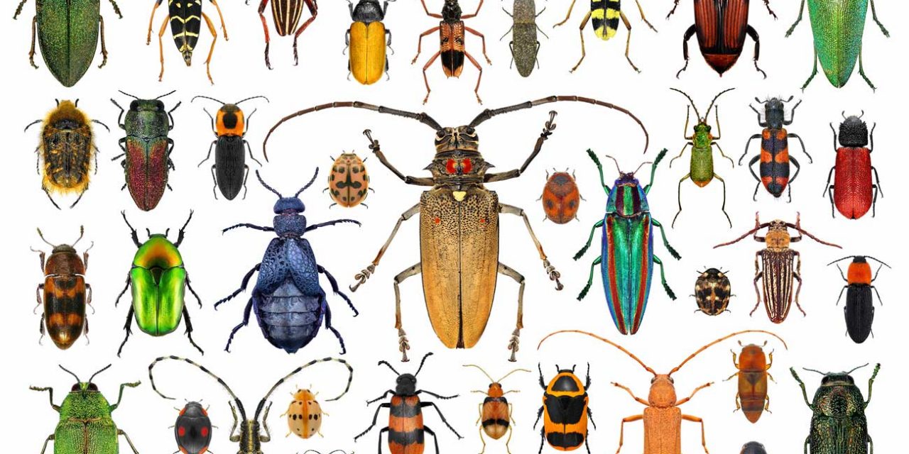 Les coléoptères : une famille d’insectes aux capacités remarquables