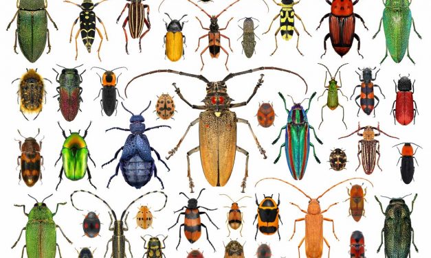 Les coléoptères : une famille d’insectes aux capacités remarquables